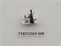 藏品(綠長頸虎甲蟲)的圖片